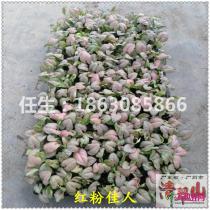 种苗（筛苗）