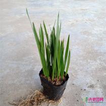 种苗（筛苗）